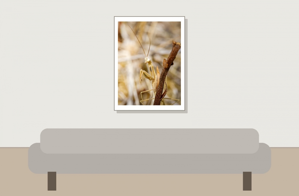 European Praying Mantis in Venoy — 30 × 40 cm