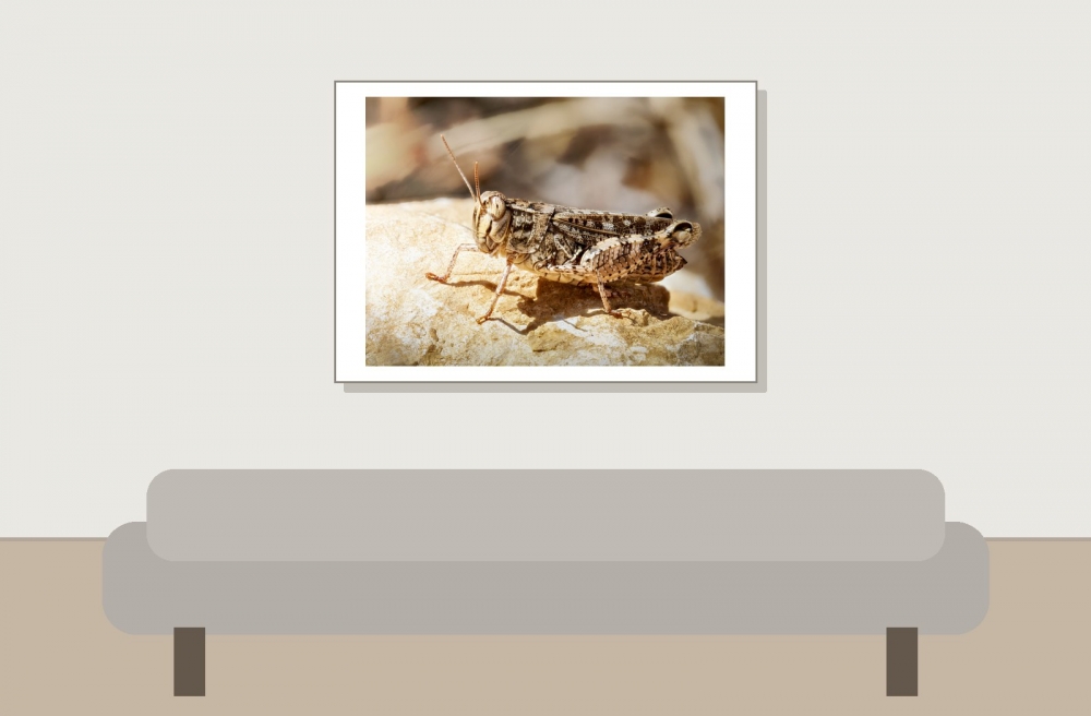Calliptamus Spec. — Cheny — 70 × 50 cm