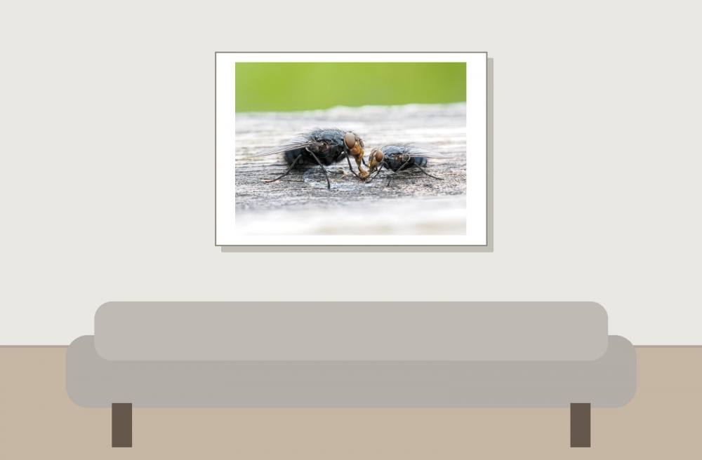 Calliphora Vicina — 20250518 — 70 × 50 cm