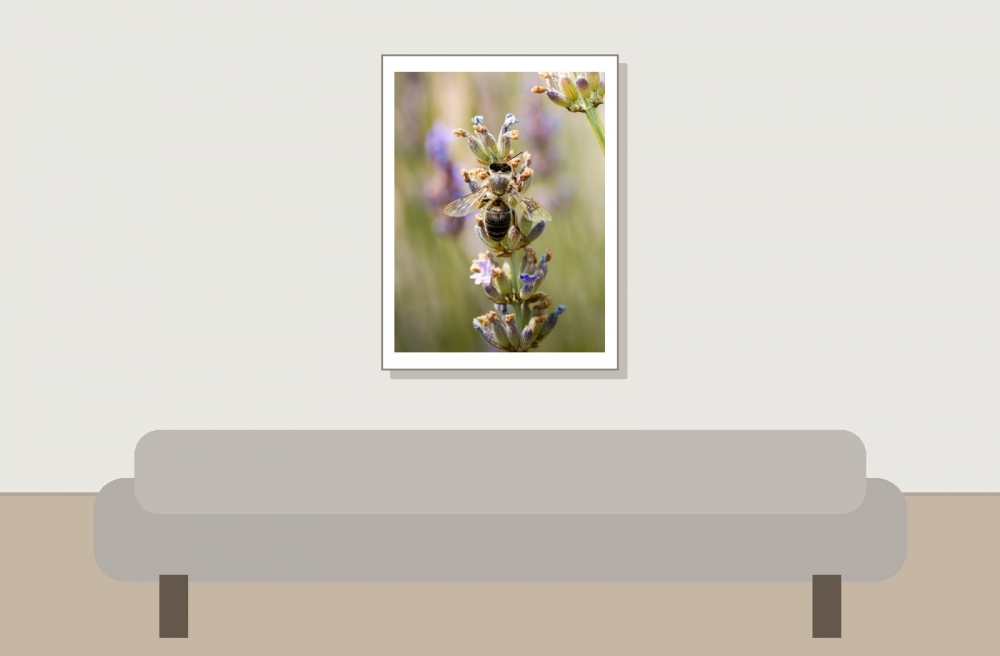 Apis Mellifera — Venoy — 30 × 40 cm