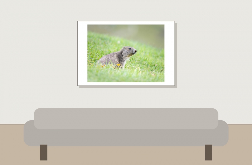 Marmota Marmota — 20250811 — 60 × 40 cm