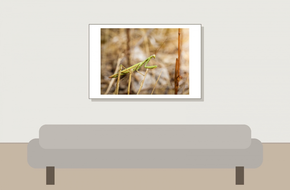 European Praying Mantis in Cheny — 60 × 40 cm