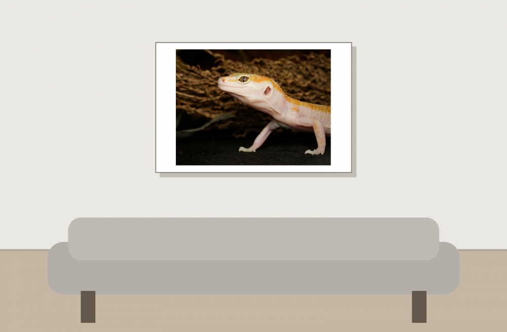 Eublepharis Macularius — 20251114-2025-11-15 — 60 × 40 cm