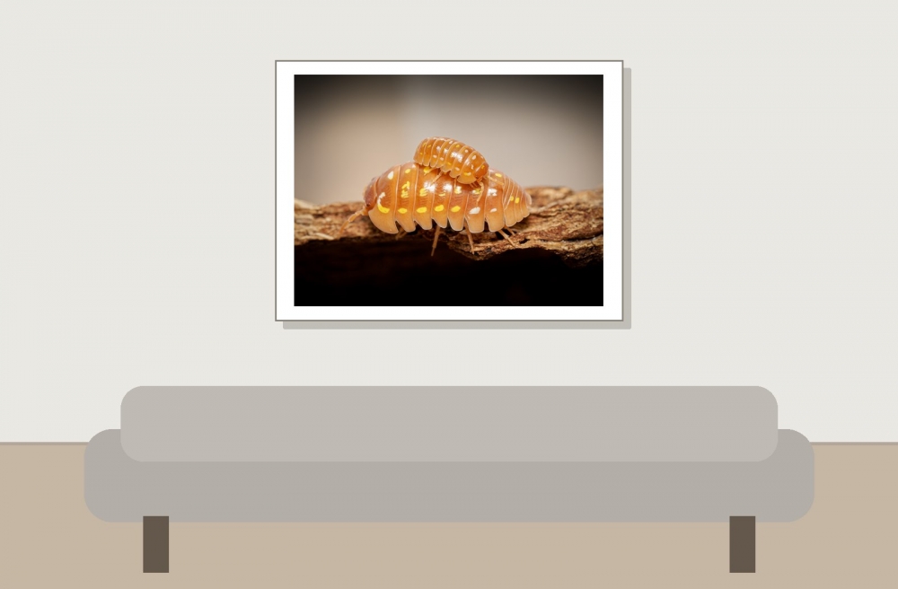 Armandillidium Frontetriangulum Corfu Orange — 40 × 30 cm