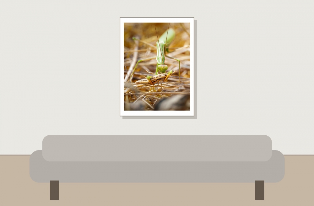 European Praying Mantis in Venoy — 30 × 40 cm