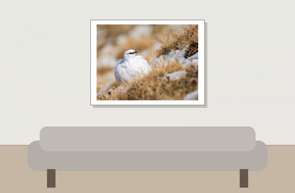 Lagopus Muta 125 — Saint-Agnan-en-Vercors — 40 × 30 cm
