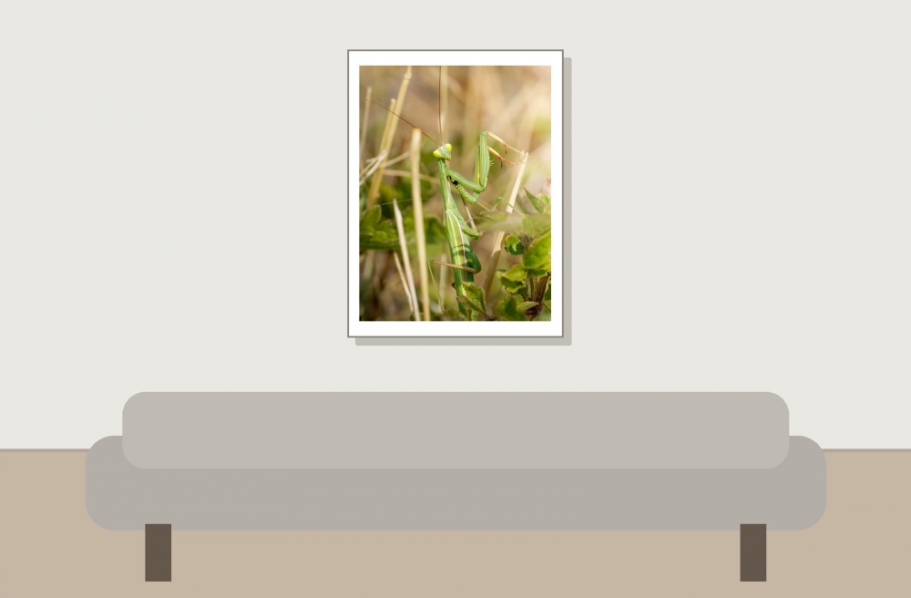 European Praying Mantis in Venoy — 30 × 40 cm