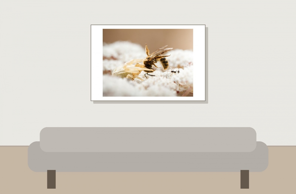 Misumena Vatia X Apis Mellifera — Venoy — 60 × 40 cm