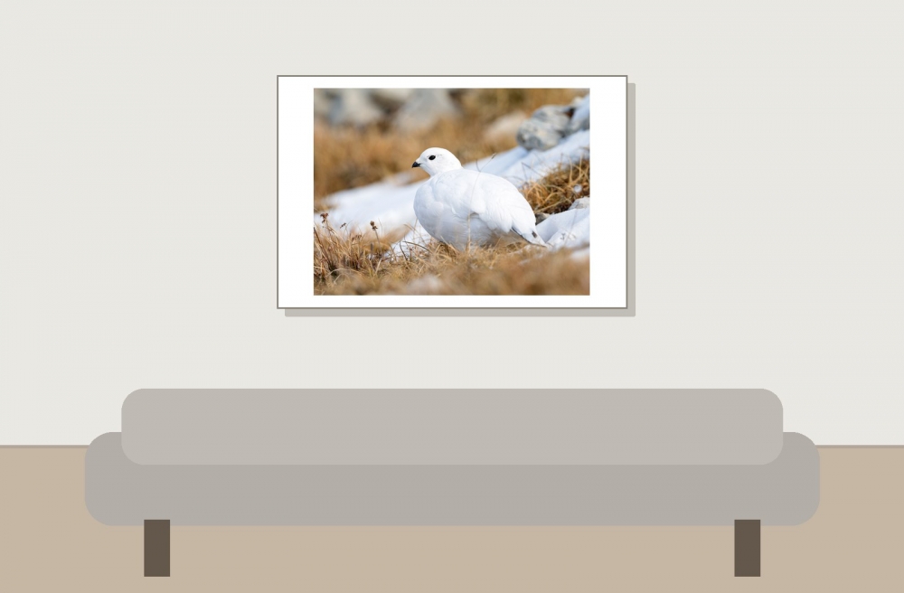 Lagopus Muta 098 — Saint-Agnan-en-Vercors — 60 × 40 cm