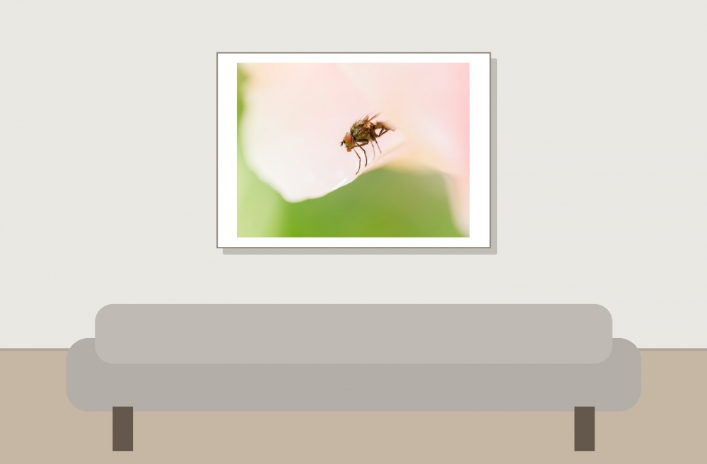 Anthomyiidae Indet. — 20250521 — 70 × 50 cm