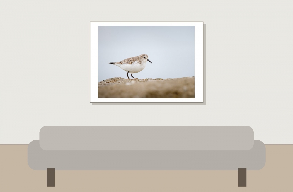 Calidris Minuta — 20251204 — 70 × 50 cm