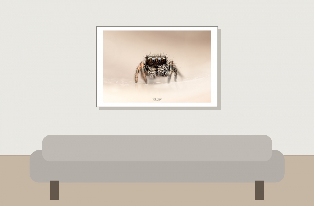 20250124,25 Neuneu Phidippus Regius Bahamas — 60 × 40 cm