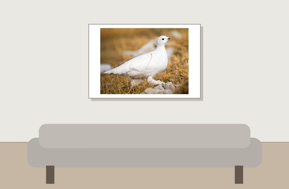 Lagopus Muta 217 — Saint-Agnan-en-Vercors — 60 × 40 cm