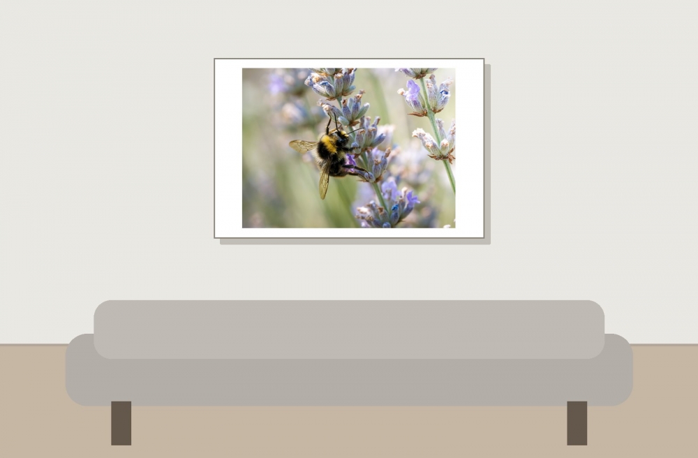 Bombus Pratorum — Venoy — 60 × 40 cm