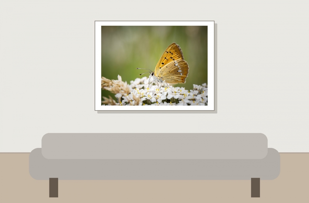 Lycaena Virgaureae — 20250811 — 40 × 30 cm