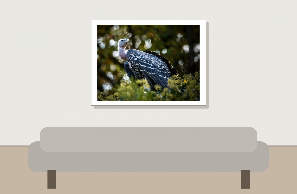 Gyps Fulvus — 20251014 — 40 × 30 cm