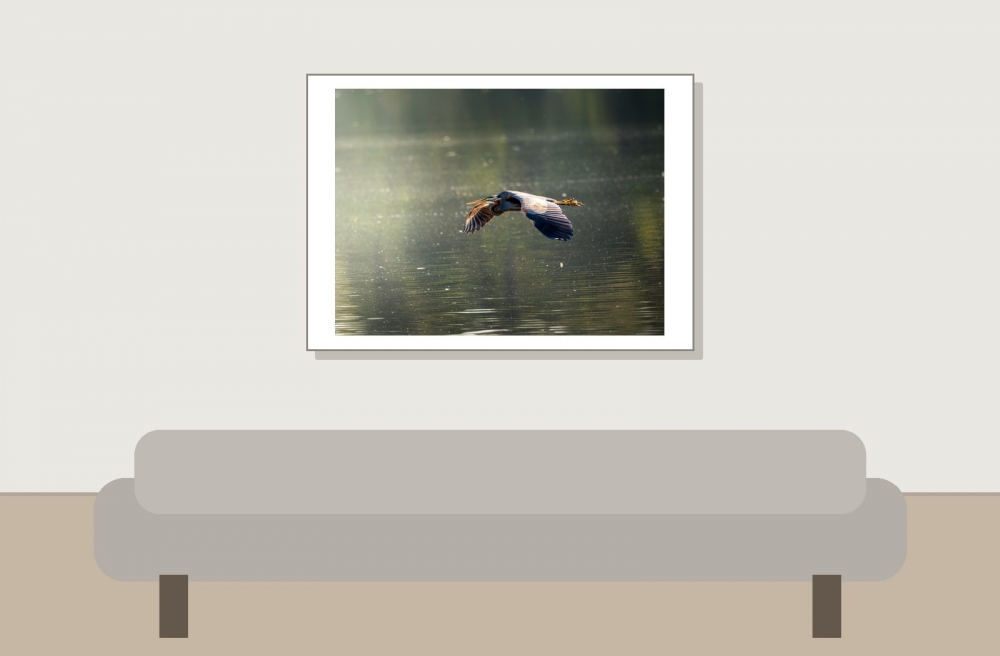 Ardea Purpurea — Mézières-en-Brenne — 70 × 50 cm