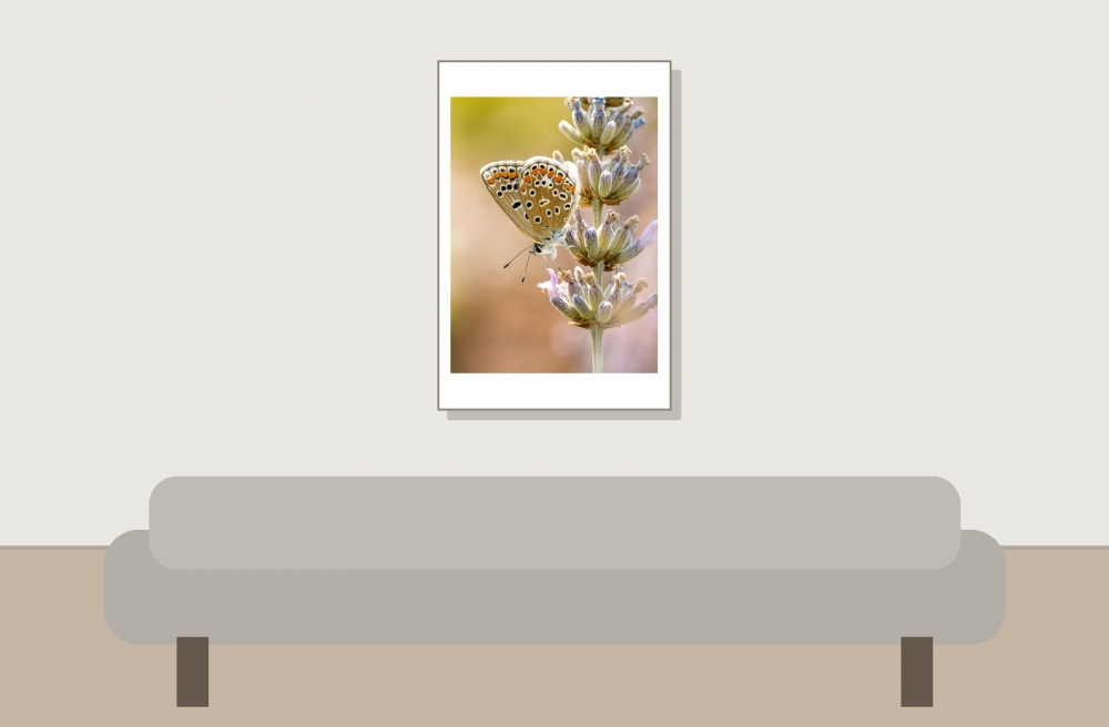 Common Blue Butterfly in Venoy — 40 × 60 cm