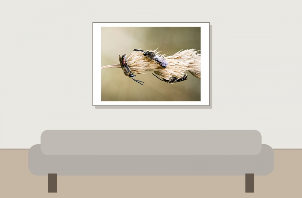 Lasioglossum Calceatum — Cheny — 70 × 50 cm