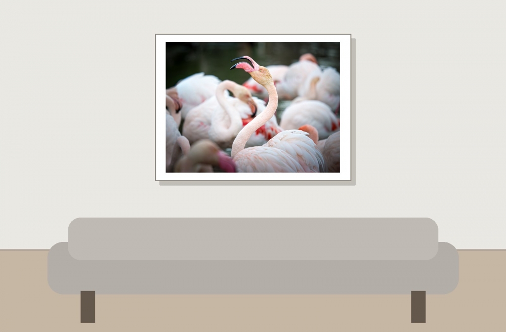 Phoenicopterus Roseus — 20251201 — 40 × 30 cm