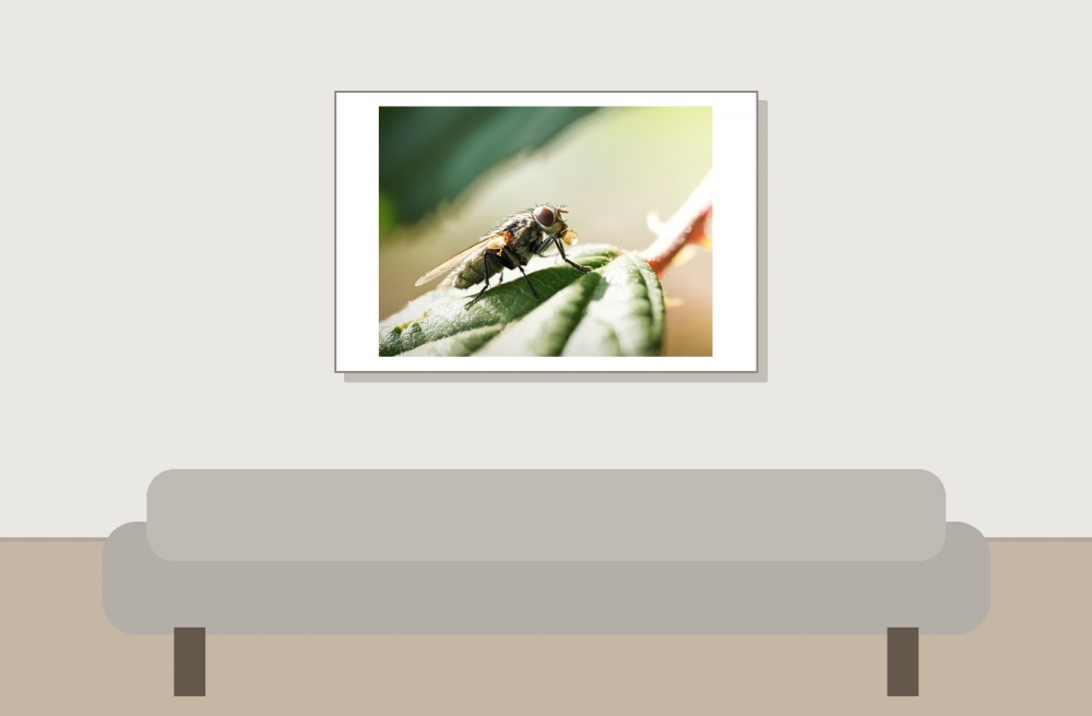 Pollenia Spec — Cheny — 60 × 40 cm