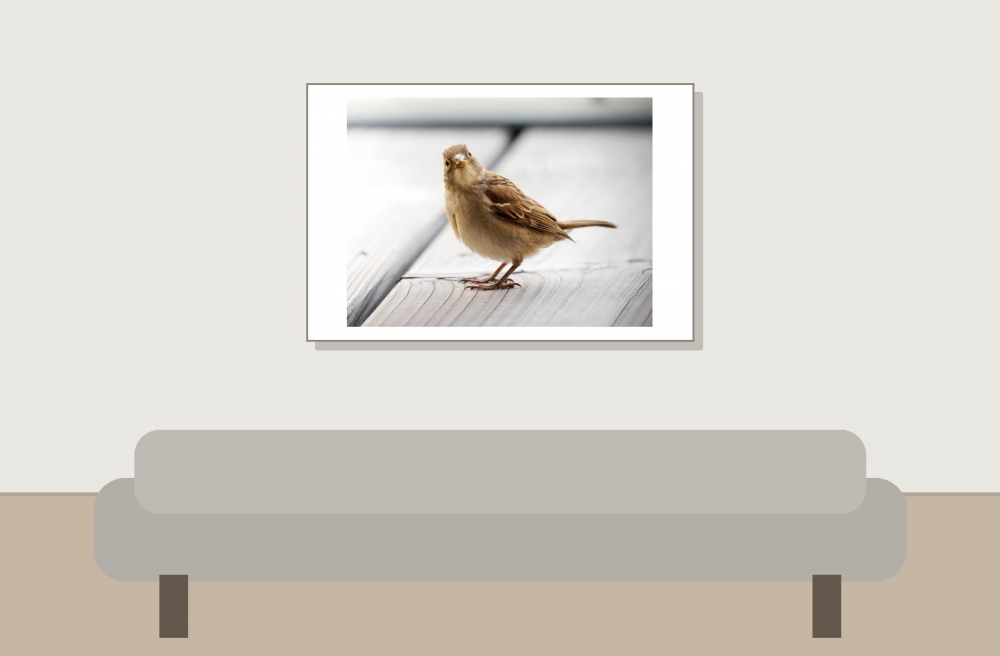 House Sparrow in Tignes — 60 × 40 cm