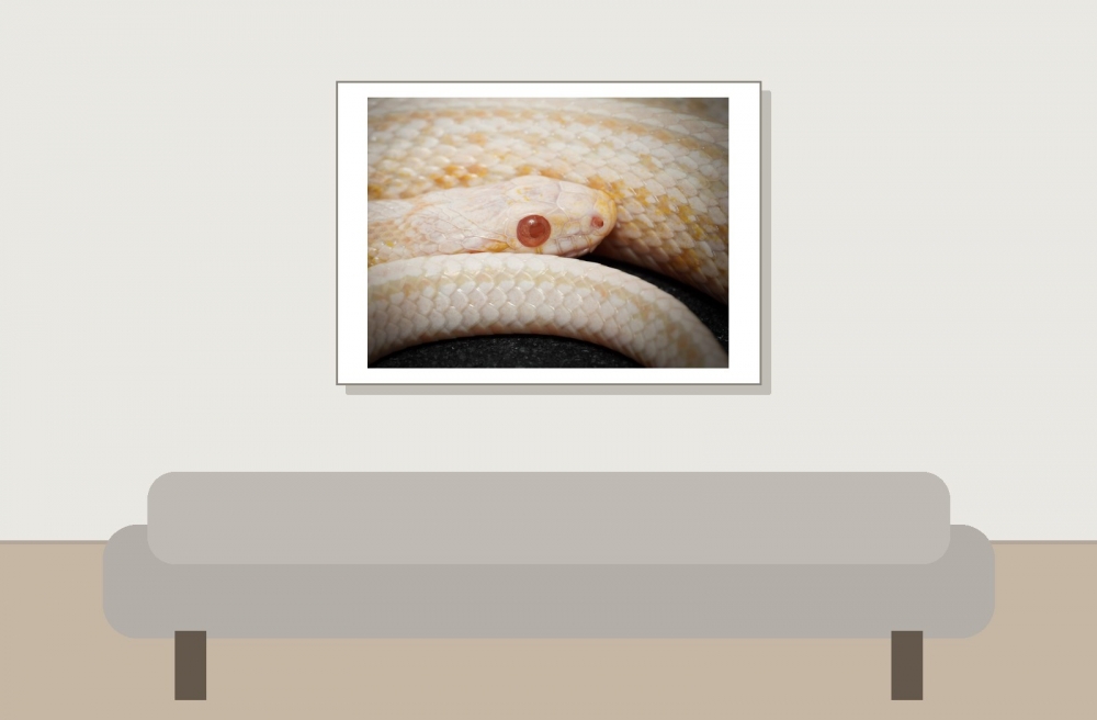Pantherophis Guttatus — 20251115-2025-11-15 — 70 × 50 cm