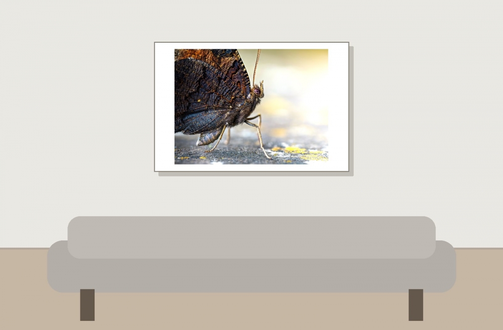 Aglais Io — Sceaux — 60 × 40 cm
