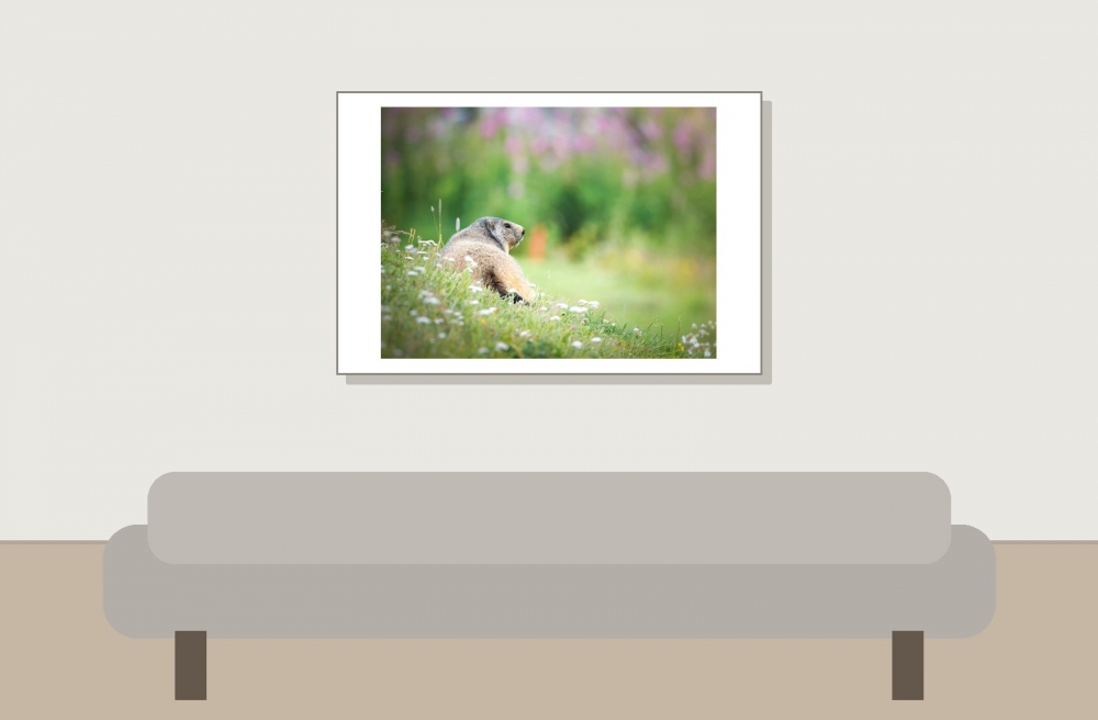 Marmota Marmota — 20250811 — 60 × 40 cm