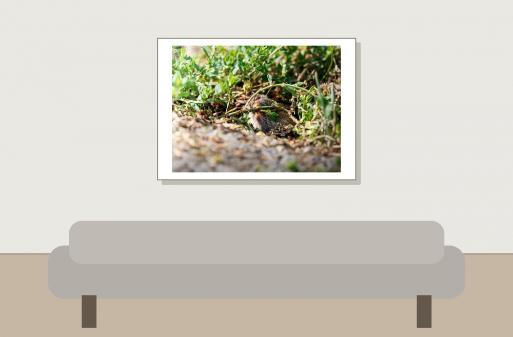 Common Vole in Les Planches-en-Montagne — 70 × 50 cm