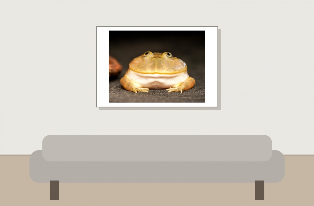 Lepidobatrachus Laevis — 20251115-2025-11-15 — 60 × 40 cm