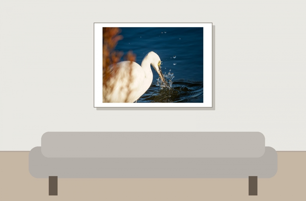 Egretta Garzetta — 20251205 — 70 × 50 cm