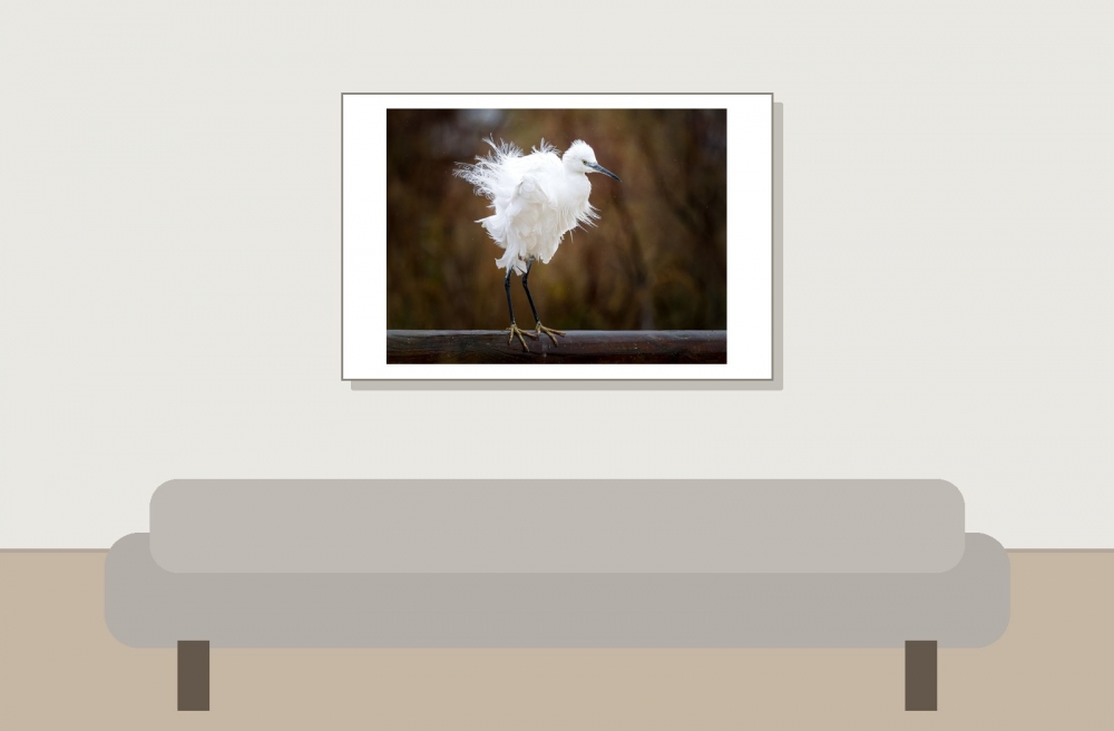 Egretta Garzetta — 20251201 — 60 × 40 cm