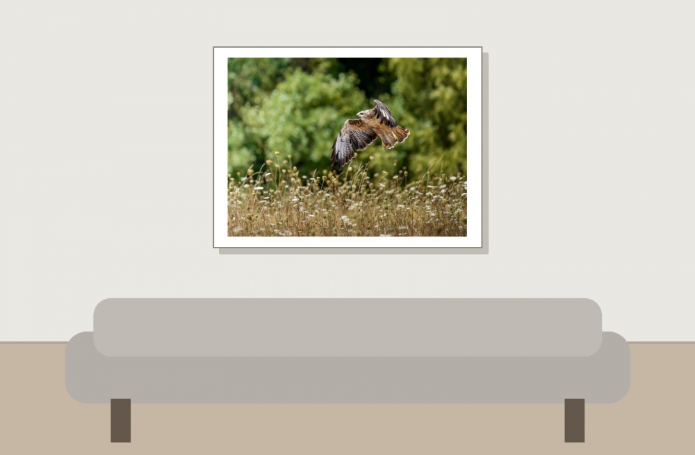 Common Buzzard in Cheny