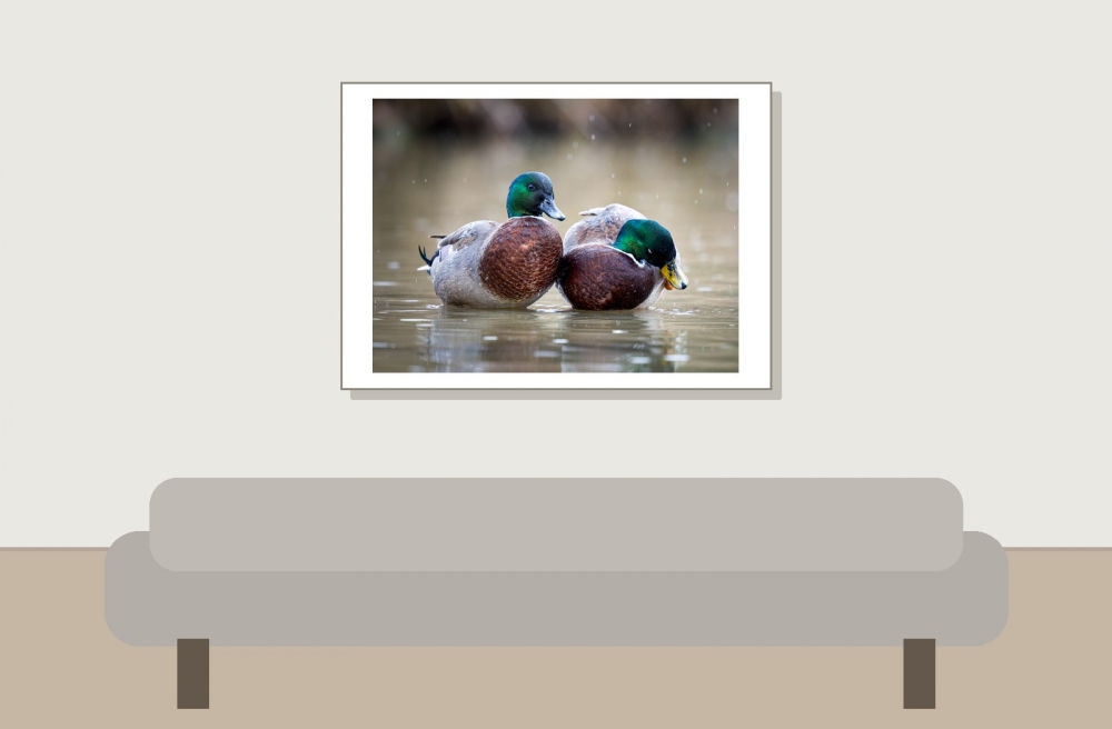 Anatidae Indet — 20251201 — 70 × 50 cm