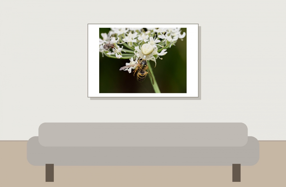 Misumena Vatia — 20250722 — 60 × 40 cm