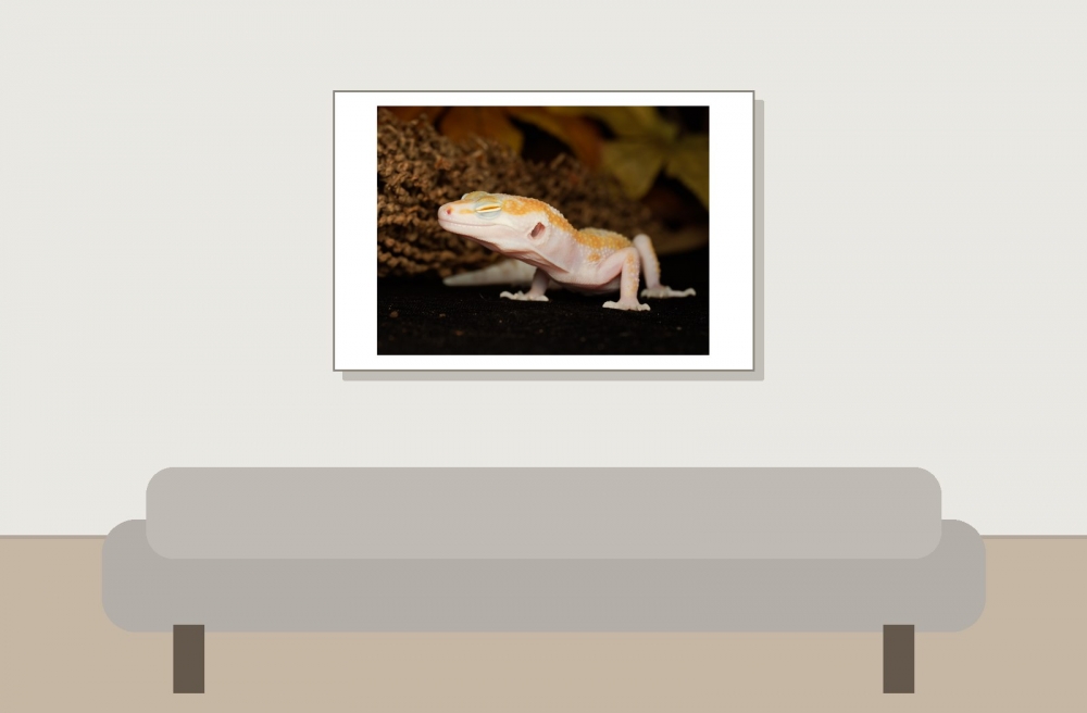 Eublepharis Macularius — 20251114-2025-11-15 — 60 × 40 cm