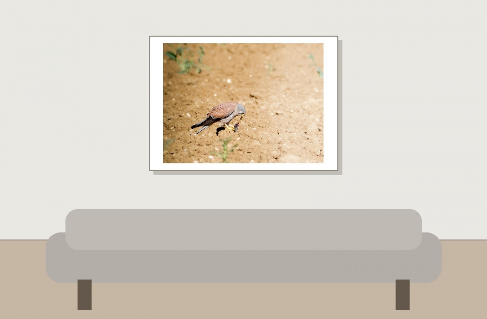Falco Tinnunculus — Vergigny