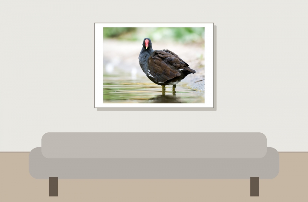 Gallinula Chloropus — Bois de Boulognes — 70 × 50 cm