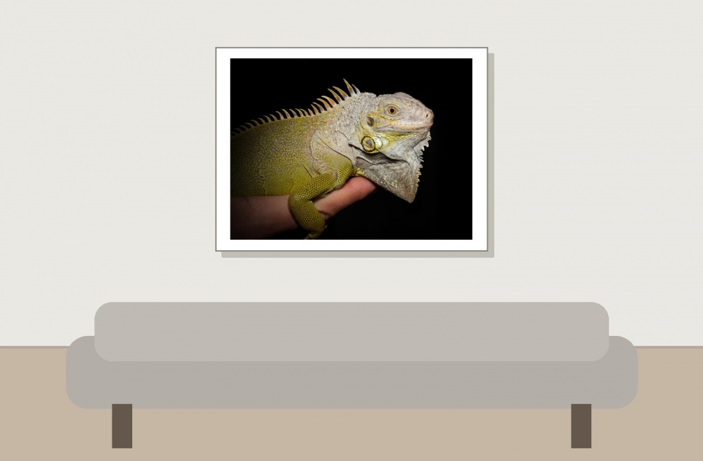 Iguana Iguana — 20251115-2025-11-15 — 40 × 30 cm