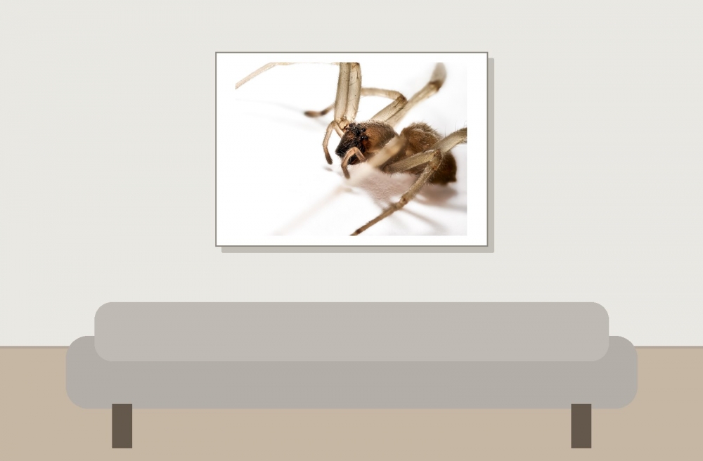 Cheiracanthium Mildei 3 — Gentilly — 70 × 50 cm