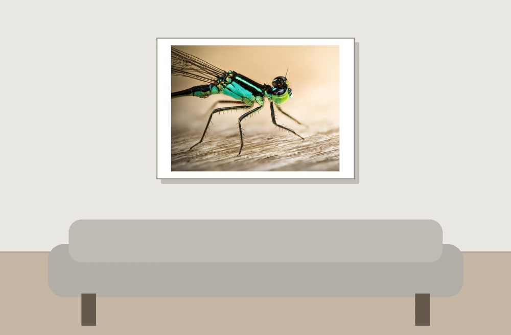 Ischnura Elegans — Mézières-en-Brenne — 70 × 50 cm