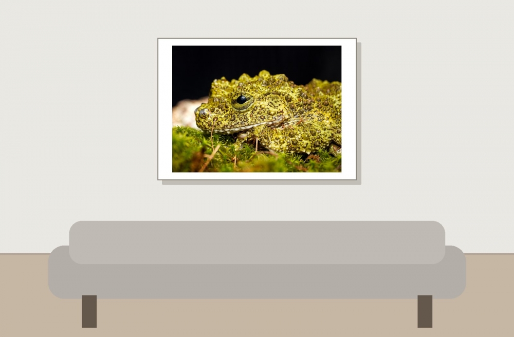 Theloderma Corticale — 20251115-2025-11-15 — 70 × 50 cm