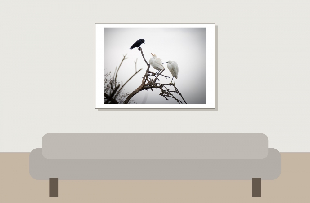 Ardea Ibis — 20251201 — 70 × 50 cm
