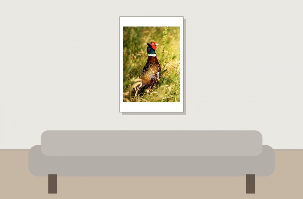 Phasianus Colchicus — Rosnay — 40 × 60 cm