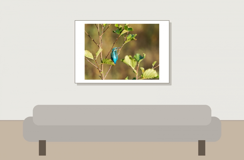 Alcedo Atthis 03 — Vergigny — 60 × 40 cm