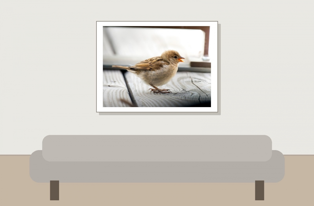 House Sparrow in Tignes — 40 × 30 cm