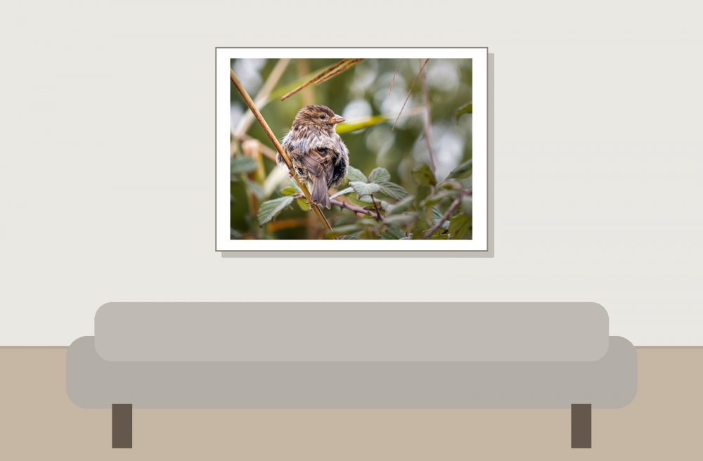 House Sparrow in 20251201 — 40 × 30 cm
