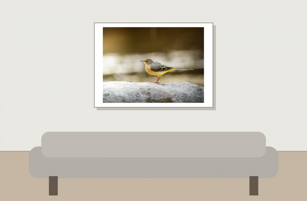 Motacilla Cinerea — Les Planches-en-Montagne — 70 × 50 cm