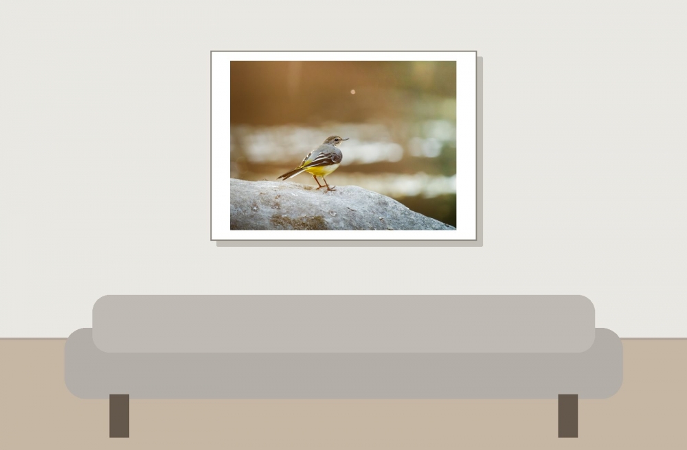 Motacilla Cinerea — Les Planches-en-Montagne — 70 × 50 cm